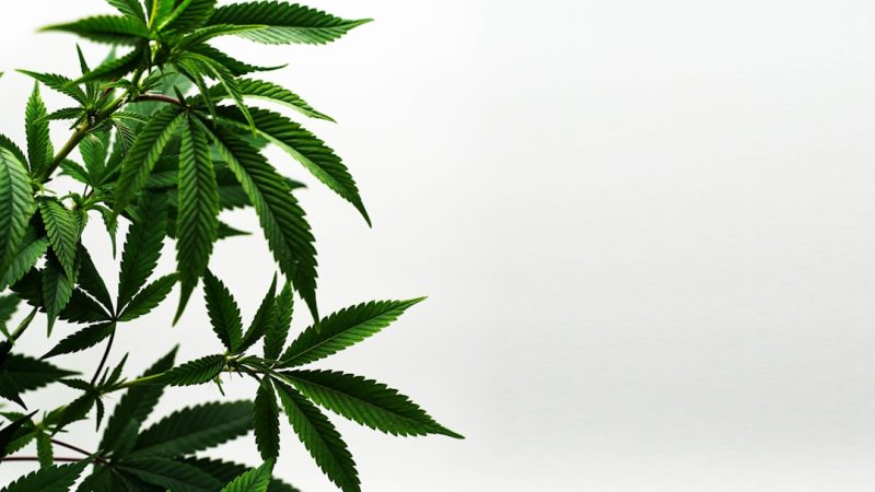 Bologna Cannabis Shop – Your Ultimate Destination for CBD, THC, and Hemp Products