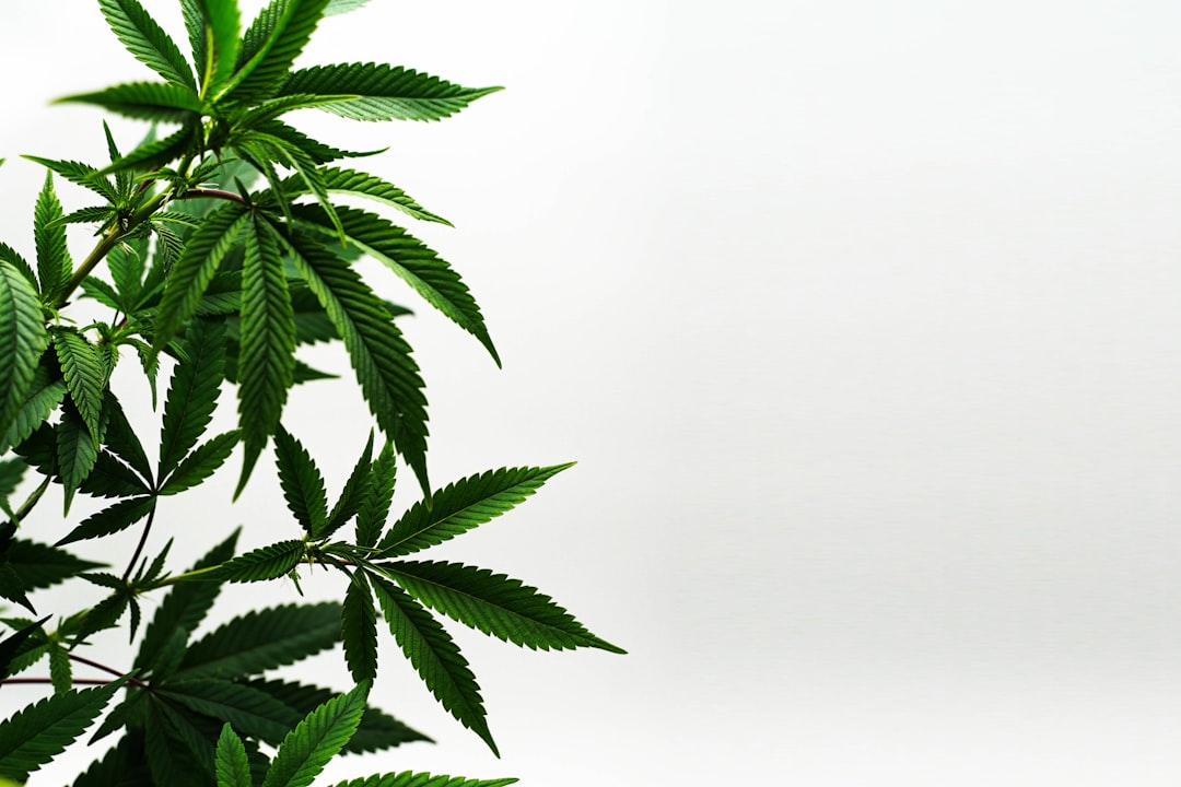 Bologna Cannabis Shop – Your Ultimate Destination for CBD, THC, and Hemp Products