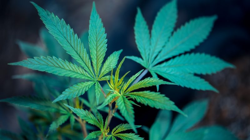 Frankfurt Weed Shop: Your Comprehensive Guide to Cannabis and Hemp Products