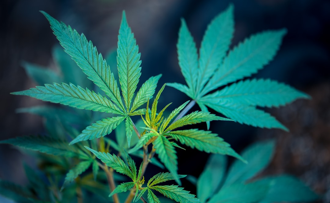 Frankfurt Weed Shop: Your Comprehensive Guide to Cannabis and Hemp Products