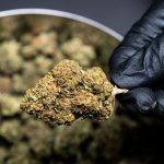 Brussels 420 Shop: Your Ultimate Guide to Legal Cannabis img-1984.jpg