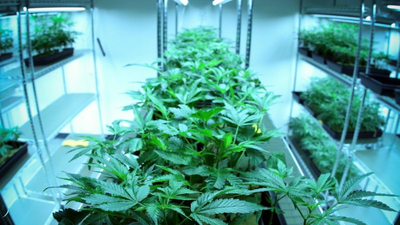 Weed Delivery Bochum – Your Local Cannabis Delivery Service