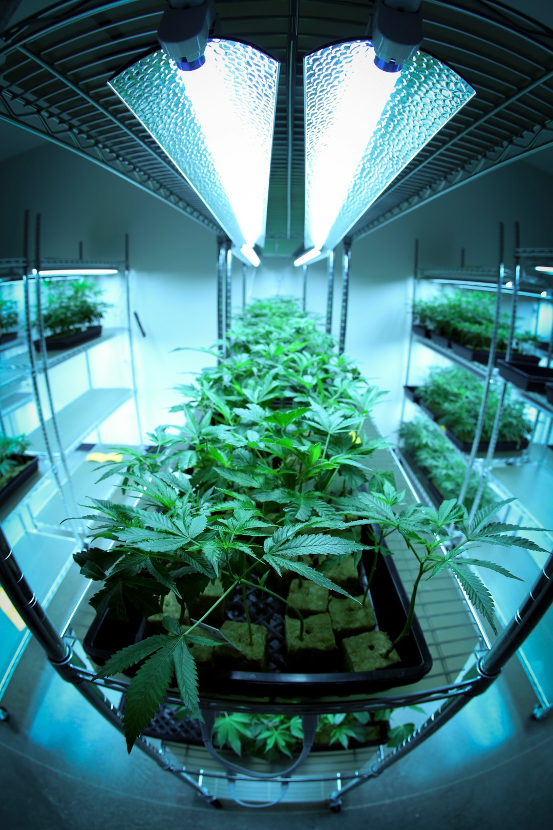 Weed Delivery Bochum – Your Local Cannabis Delivery Service