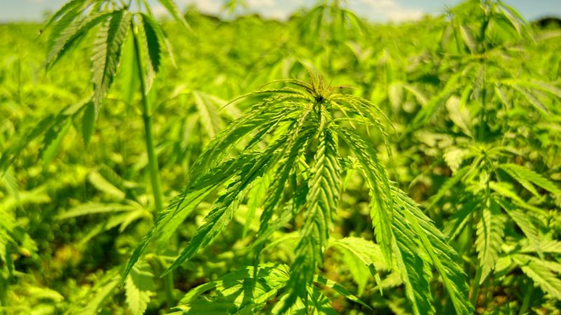 Buy French Cannabis Online | Cannabis Delivery France