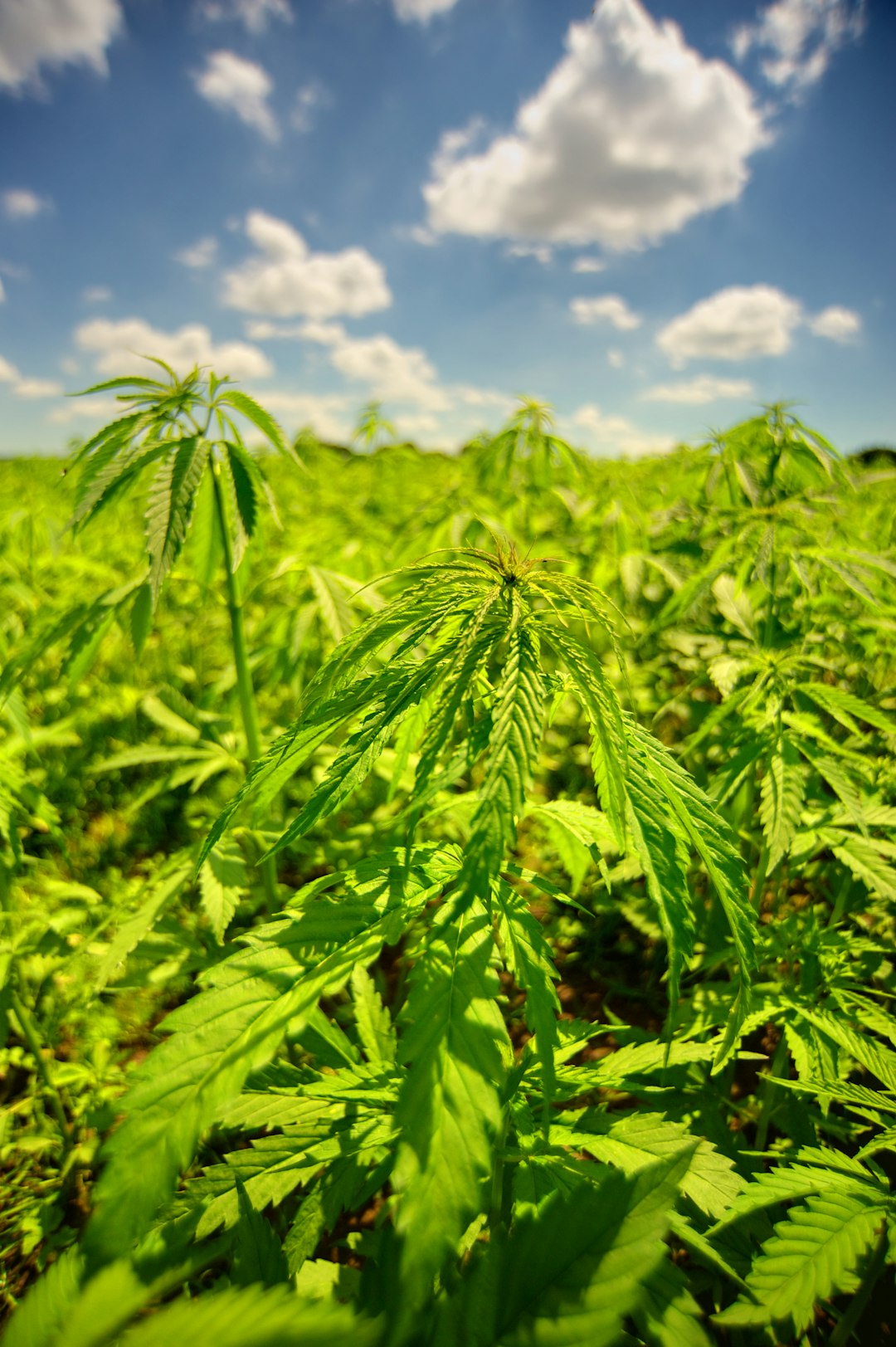 Buy French Cannabis Online | Cannabis Delivery France