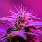 Buying THC Weed in Naples: A Legal Guide img-2011.jpg