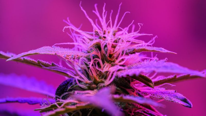 Buying THC Weed in Naples: A Legal Guide