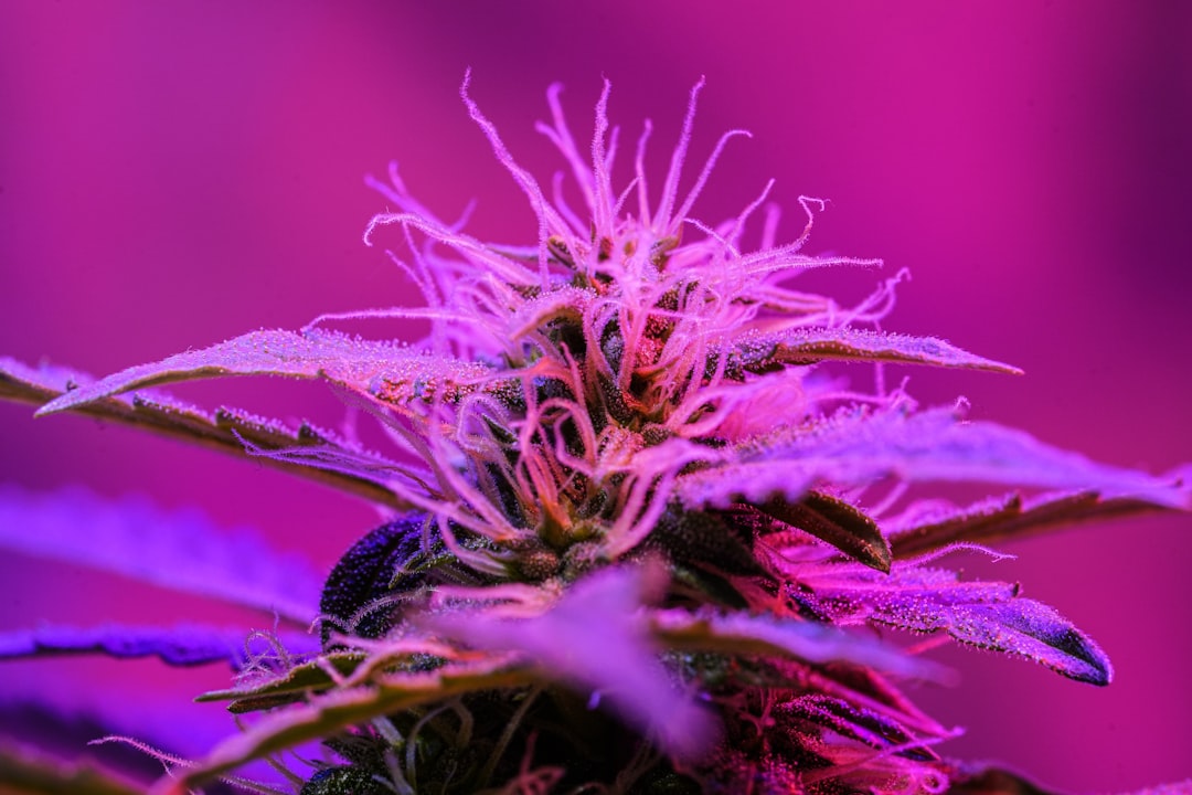 Buying THC Weed in Naples: A Legal Guide