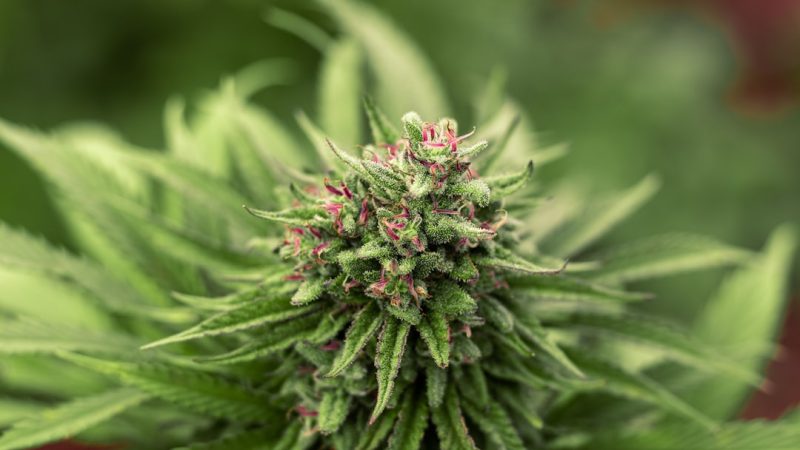 Looking for a reliable way to purchase high‑quality THC vapes in Gdansk?
