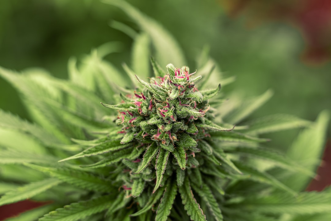 Looking for a reliable way to purchase high‑quality THC vapes in Gdansk?