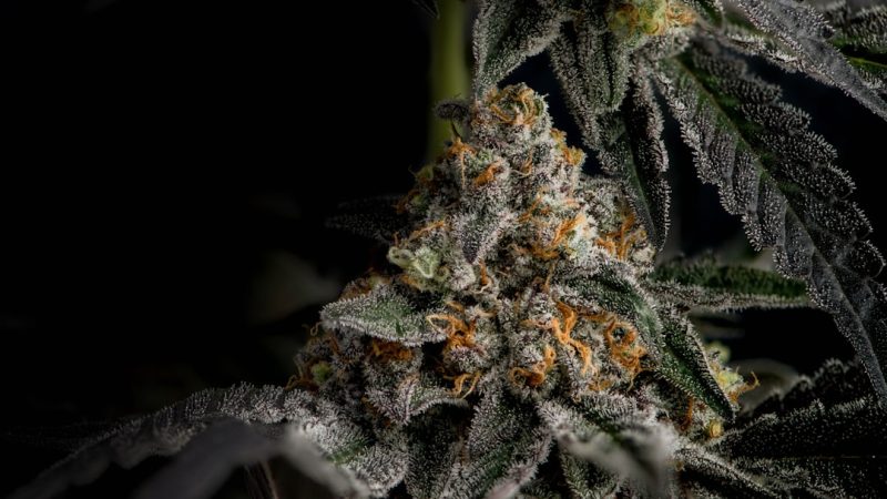 Birmingham Weed Shop – Premium Cannabis, Marijuana, Hemp, and THC Products