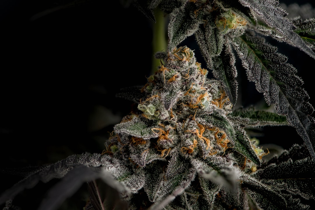 Birmingham Weed Shop – Premium Cannabis, Marijuana, Hemp, and THC Products