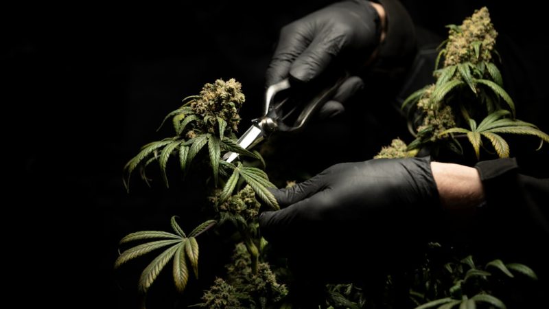 Welcome to the ultimate guide for anyone looking to explore the world of cannabis in Innsbruck