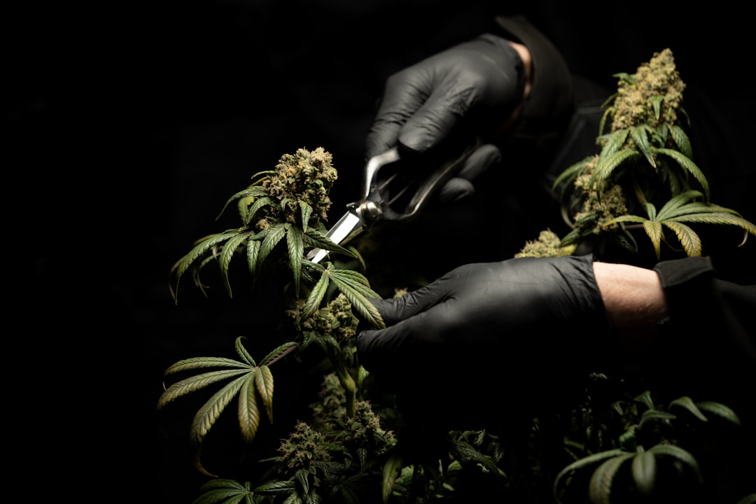 Welcome to the ultimate guide for anyone looking to explore the world of cannabis in Innsbruck