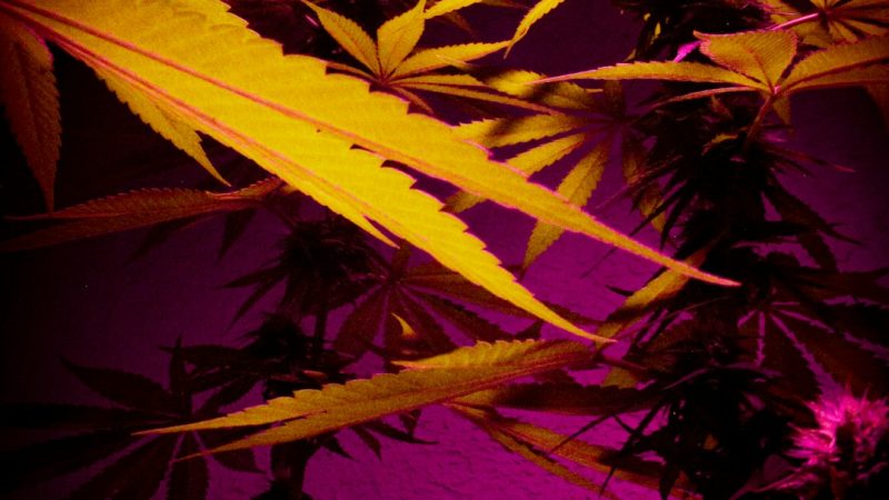420 Store Zaragoza: Your Go‑To Spot for High‑Quality Cannabis in Spain