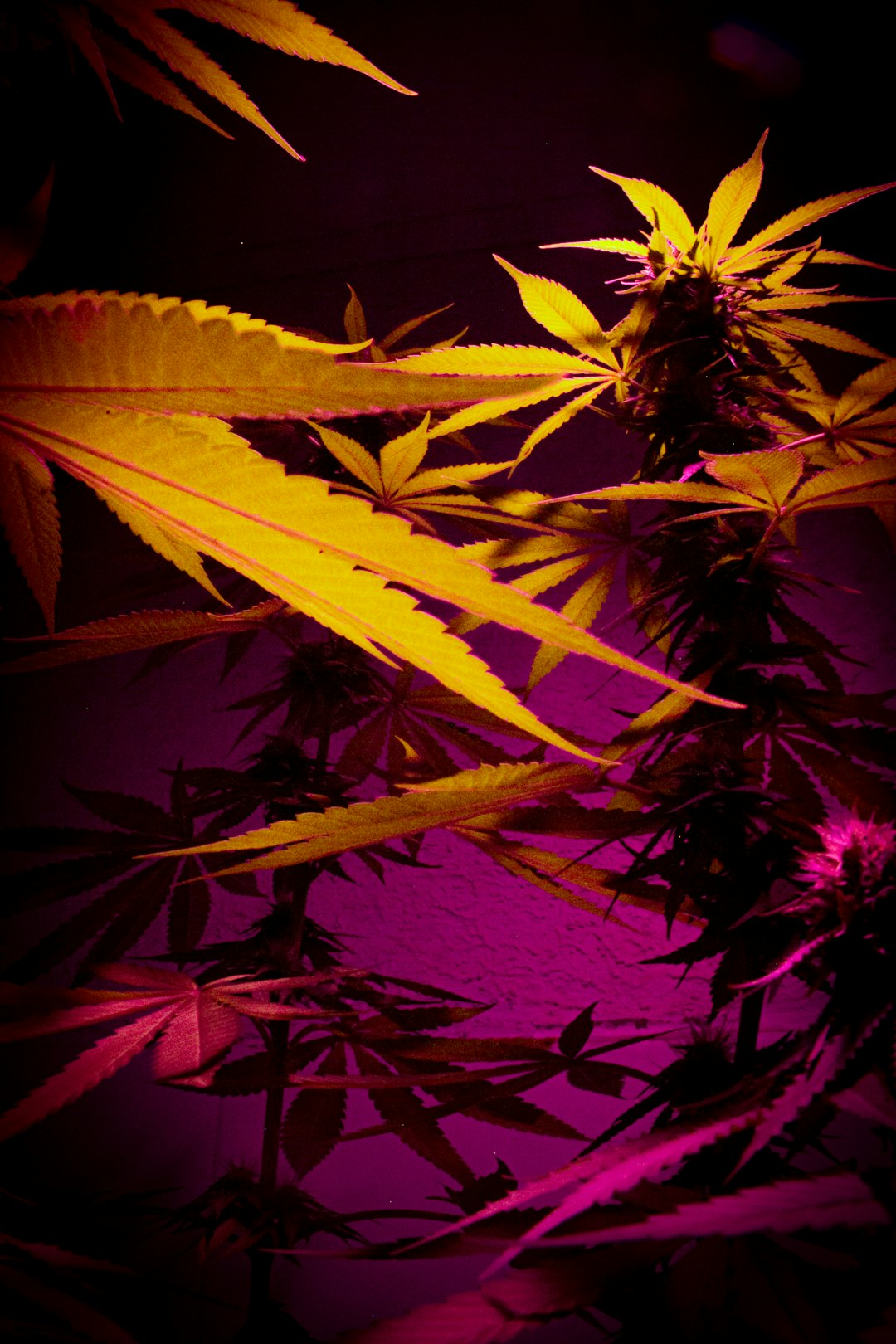 420 Store Zaragoza: Your Go‑To Spot for High‑Quality Cannabis in Spain