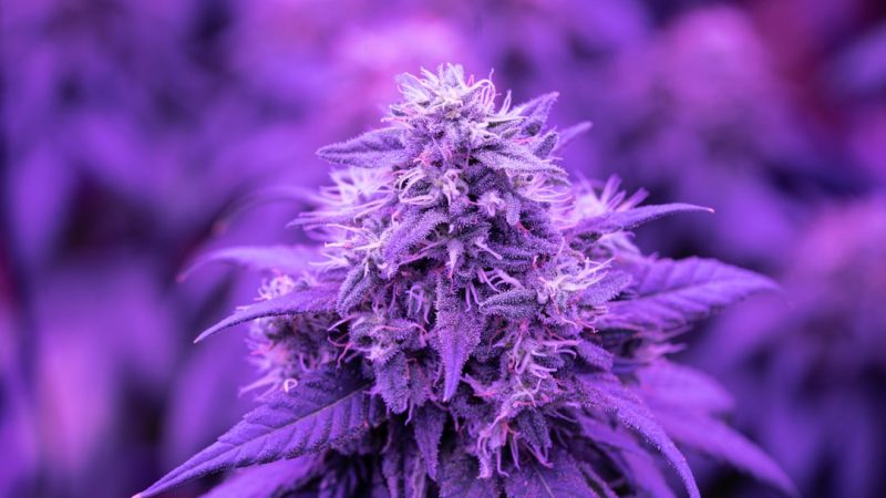 420 Shop in Hungary: Your Ultimate Cannabis Destination