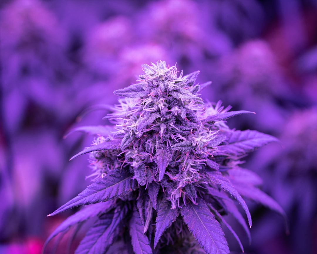 420 Shop in Hungary: Your Ultimate Cannabis Destination