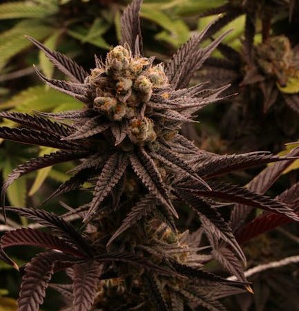 Weed Delivery Bydgoszcz: Your Reliable Source for Cannabis, Marijuana, Hemp, and THC Products