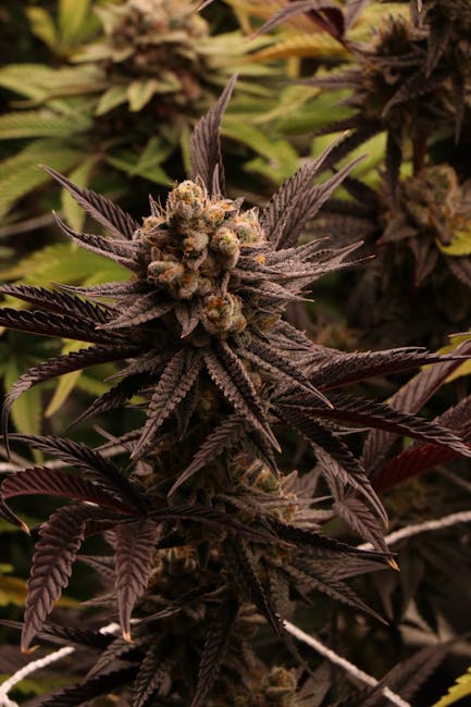 Weed Delivery Bydgoszcz: Your Reliable Source for Cannabis, Marijuana, Hemp, and THC Products