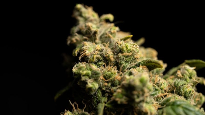 Buying THC Vapes in Spain: The Ultimate 2024 Guide