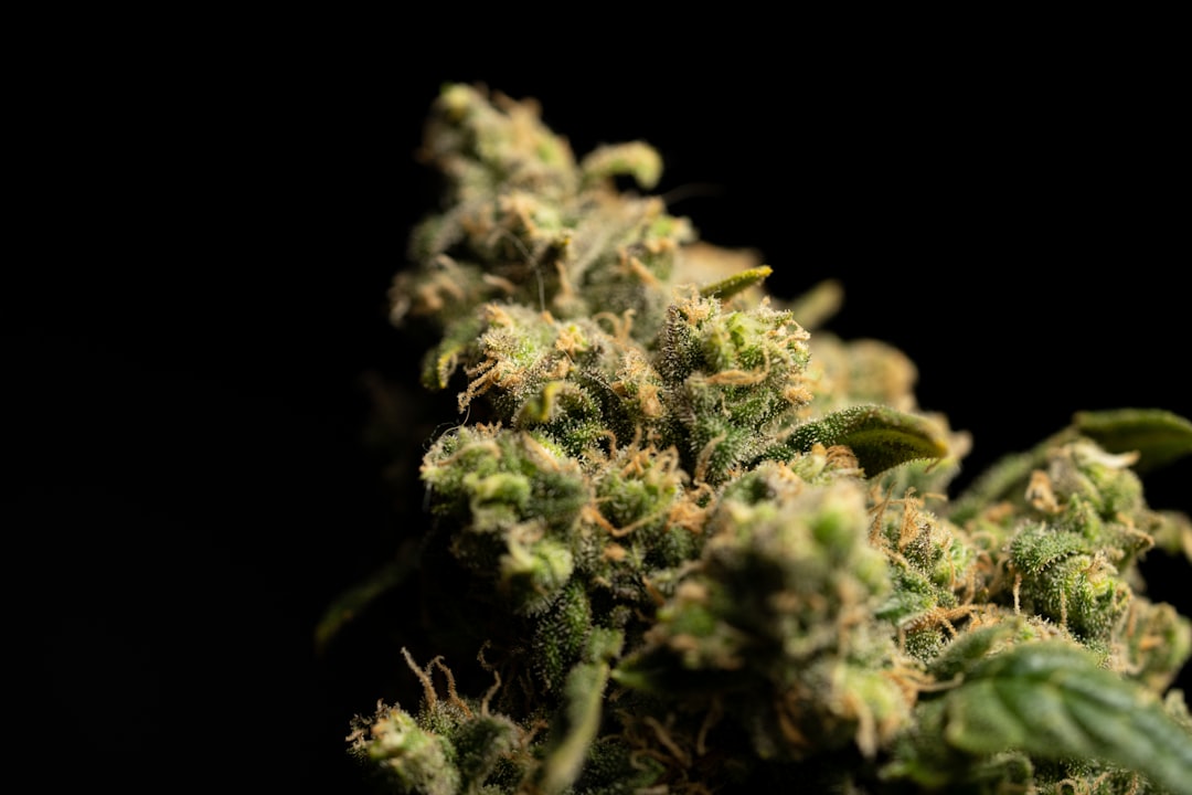 Buying THC Vapes in Spain: The Ultimate 2024 Guide