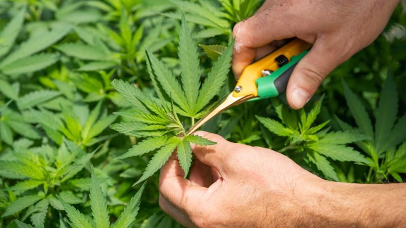 Malta vape dispensary