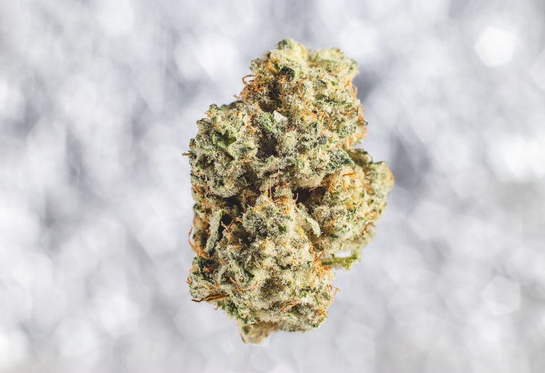 Welcome to the premier destination for cannabis delivery Geneva