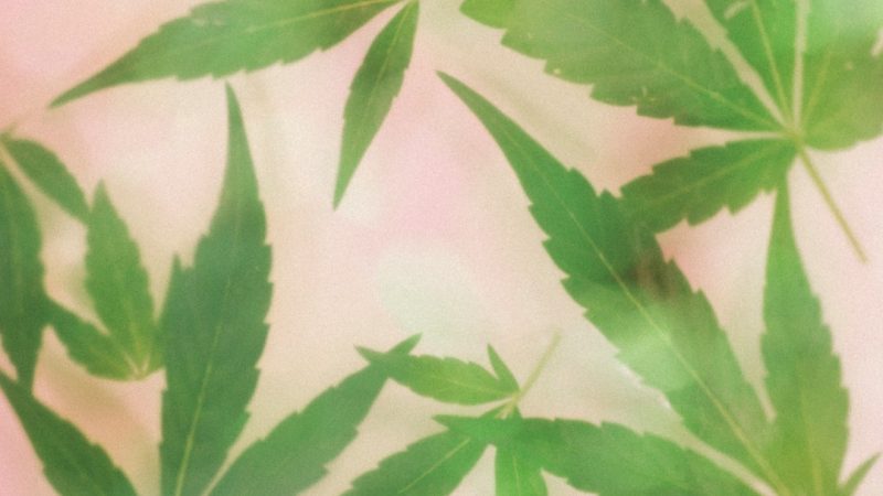 THC Vape Germany