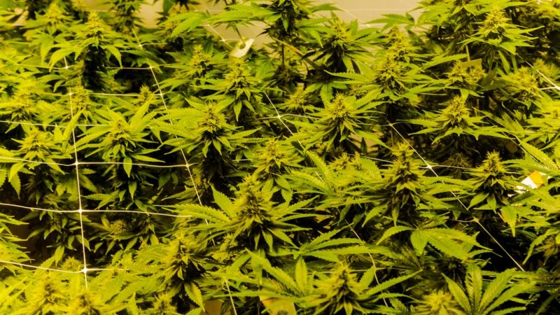 Looking for a reliable weed store Malta that offers a wide range of cannabis products