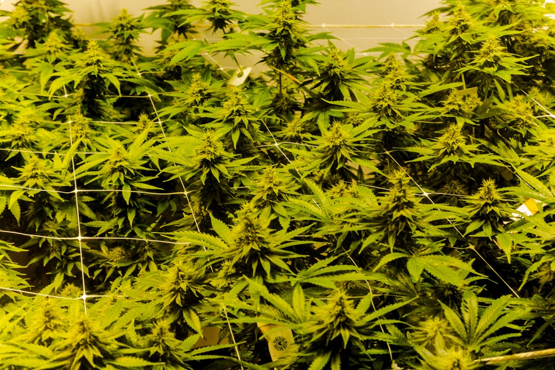 Looking for a reliable weed store Malta that offers a wide range of cannabis products