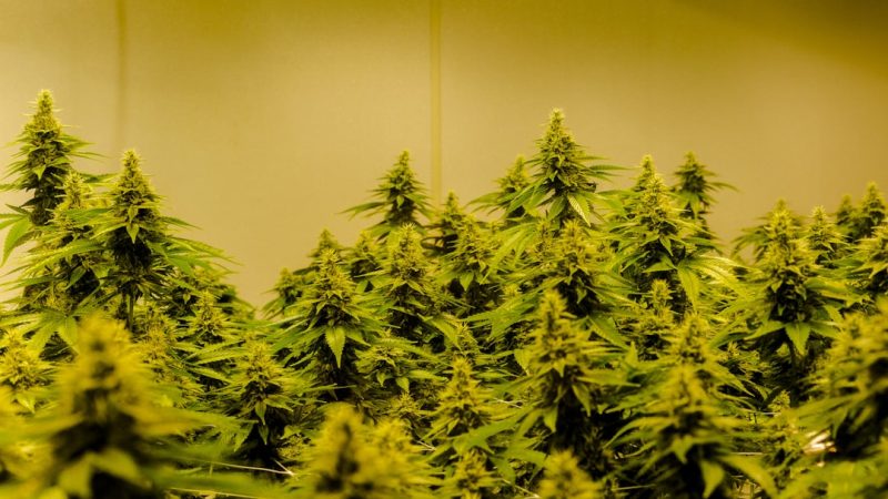 Welcome to the premier destination for weed delivery in Piza