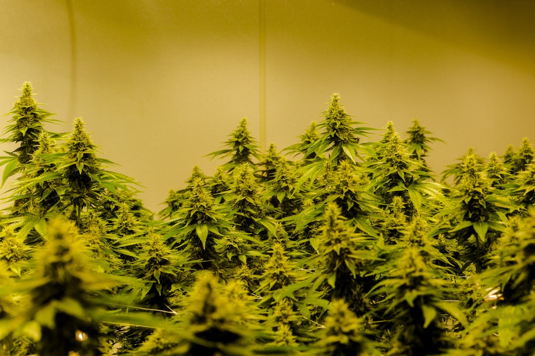 Welcome to the premier destination for weed delivery in Piza
