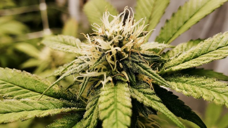 Looking for a reliable weed shop in The Hague