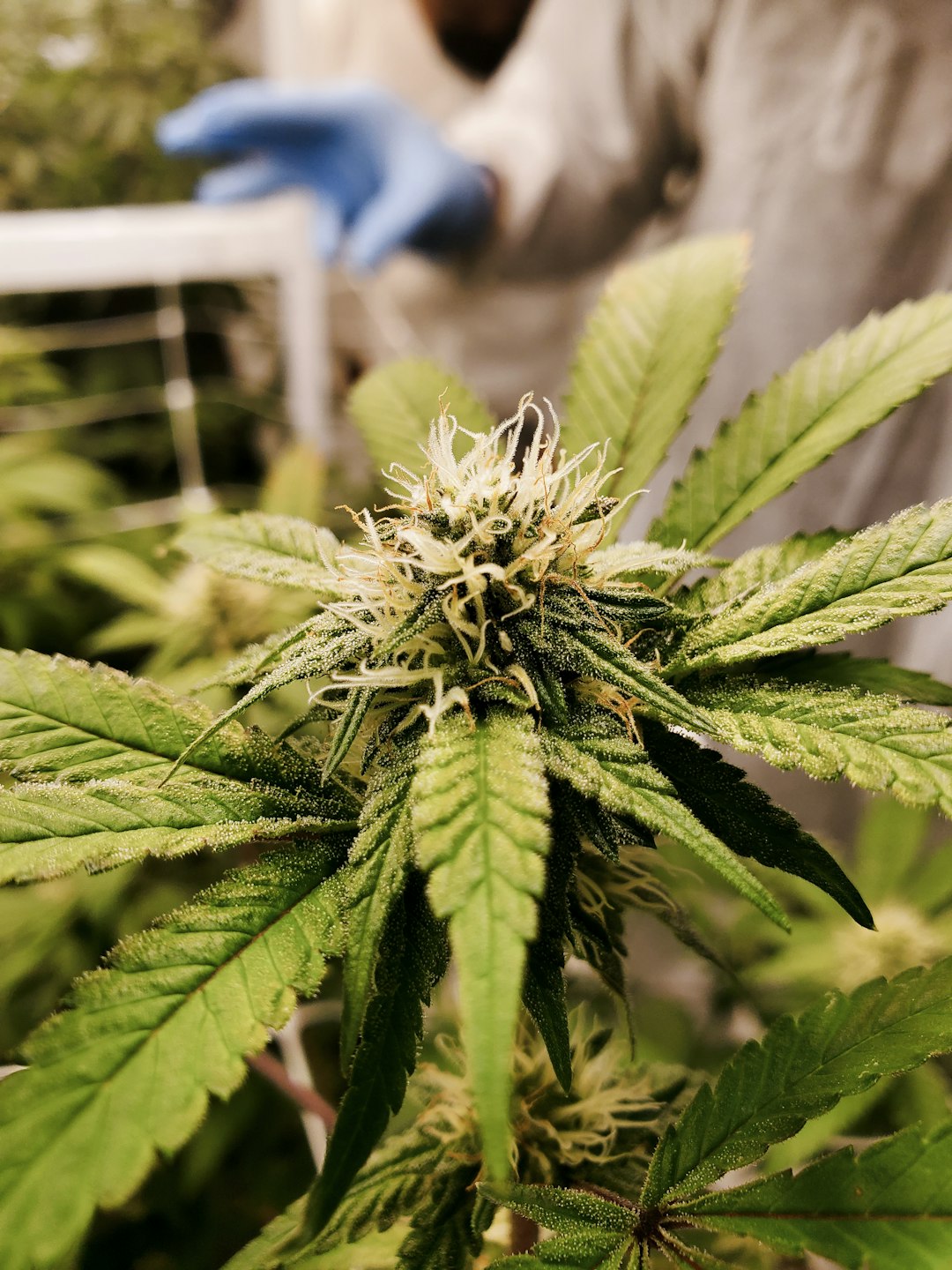 Looking for a reliable weed shop in The Hague