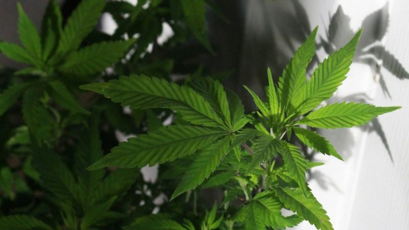 Vilnius Weed Delivery: Fast, Secure, and Affordable