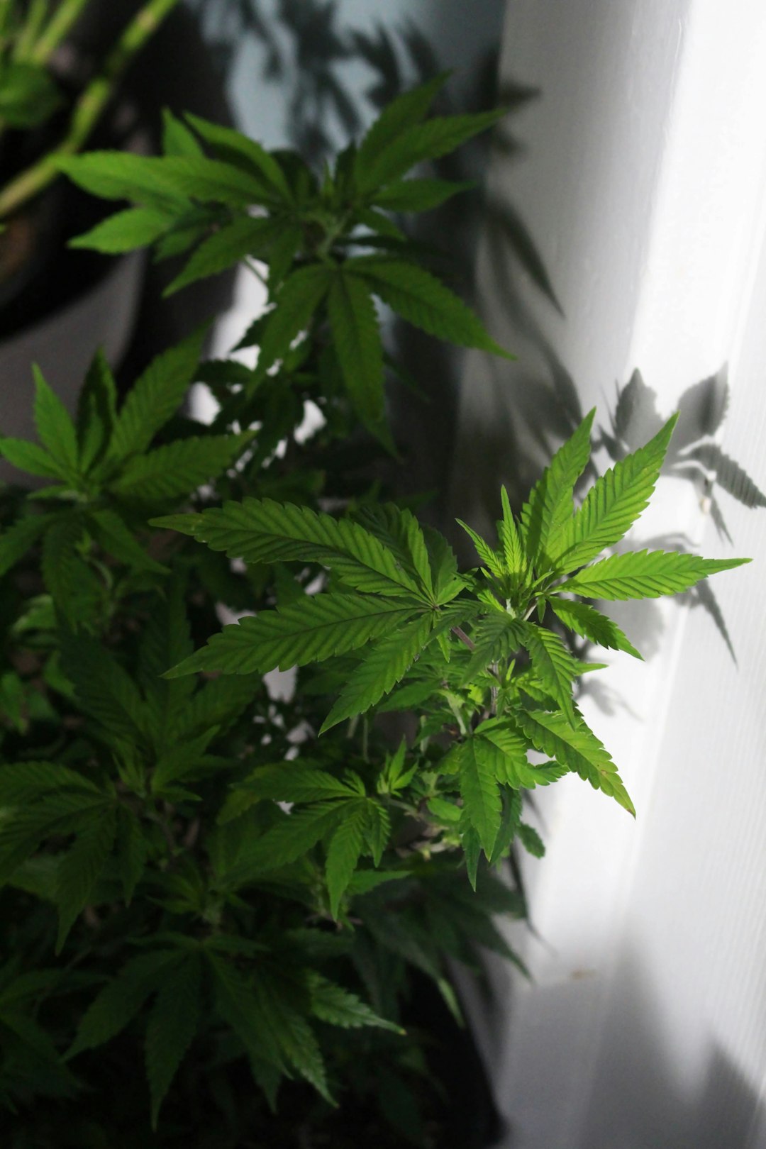 Vilnius Weed Delivery: Fast, Secure, and Affordable