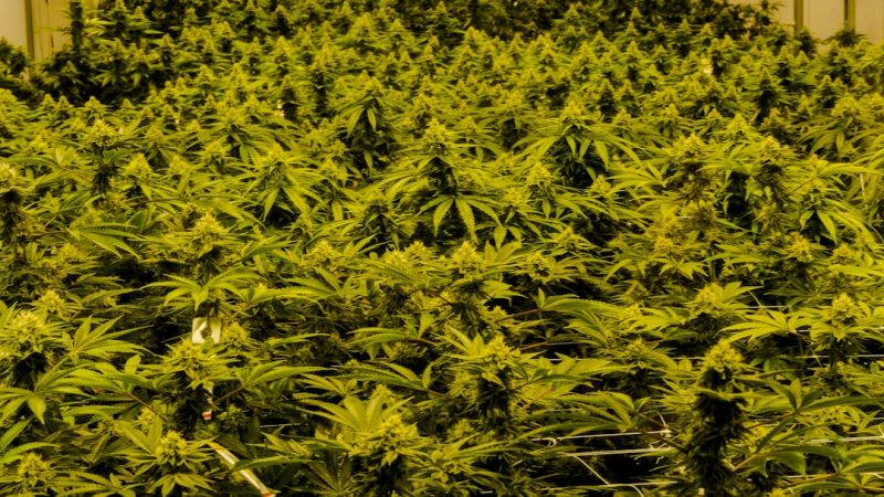 Cannabis in Bucharest: Legal Landscape, Buying Guide, and Community