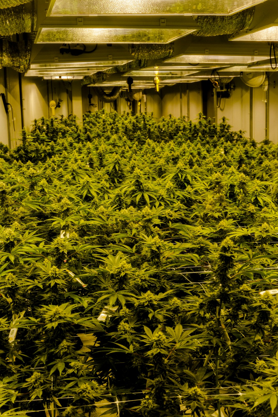 Cannabis in Bucharest: Legal Landscape, Buying Guide, and Community