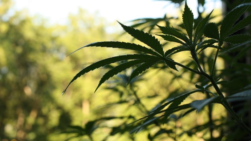 Looking for the best THC vape experience in Dresden?