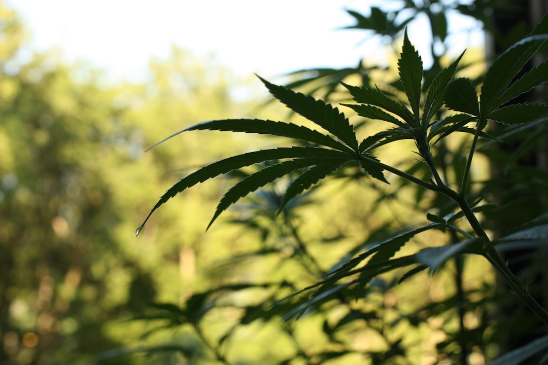 Looking for the best THC vape experience in Dresden?