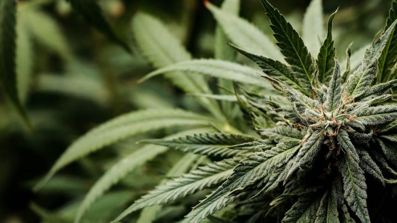 Cannabis Delivery in Cambridge: Fast, Secure, and Affordable