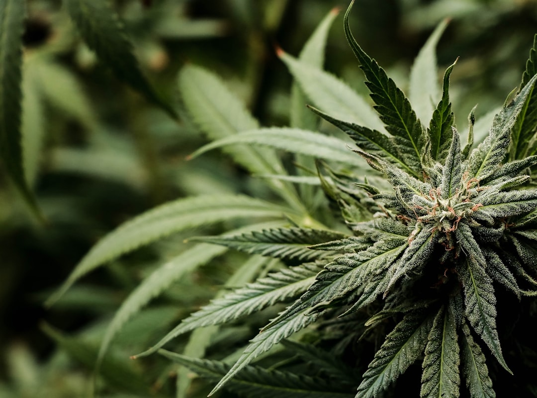 Cannabis Delivery in Cambridge: Fast, Secure, and Affordable