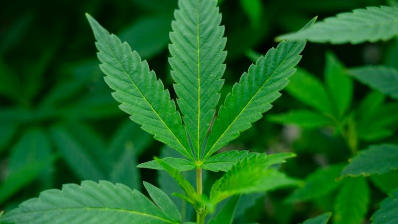 Ultimate Resource for THC Weed in Zermatt, Switzerland