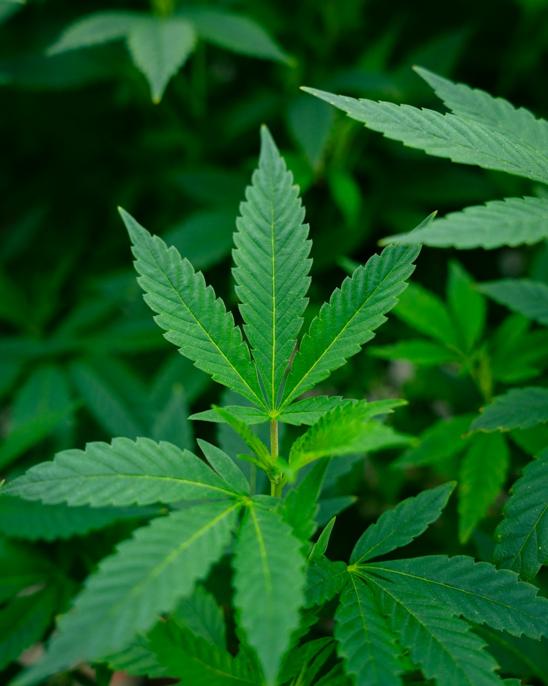 Ultimate Resource for THC Weed in Zermatt, Switzerland