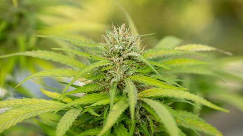Lublin Weed Delivery Service
