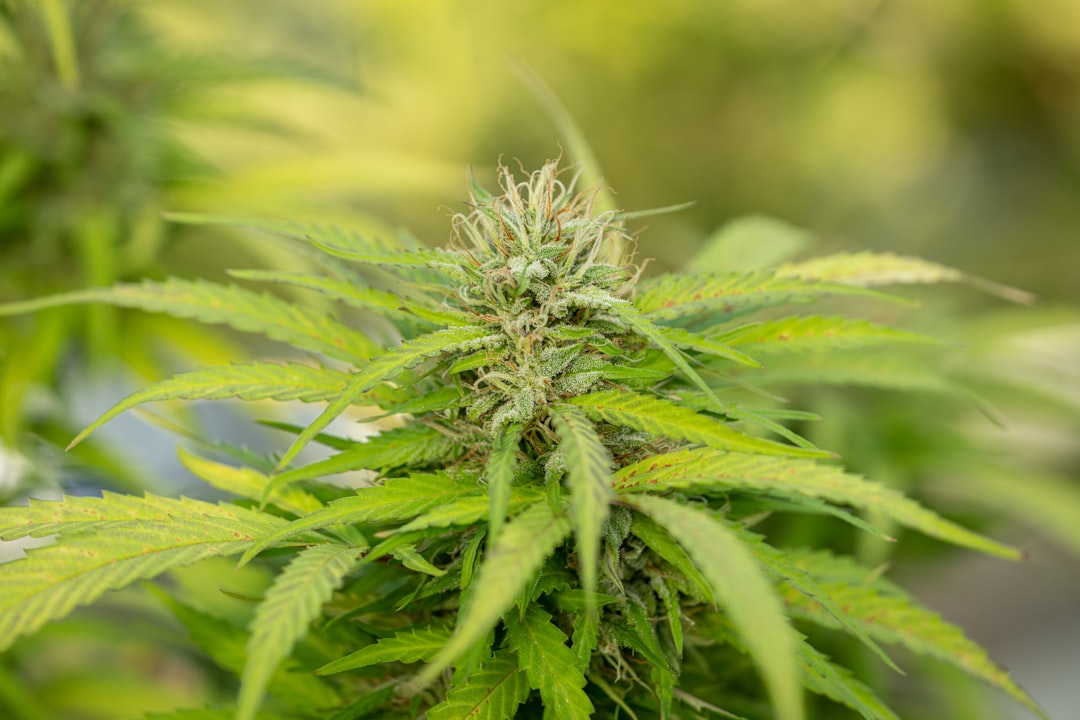 Lublin Weed Delivery Service
