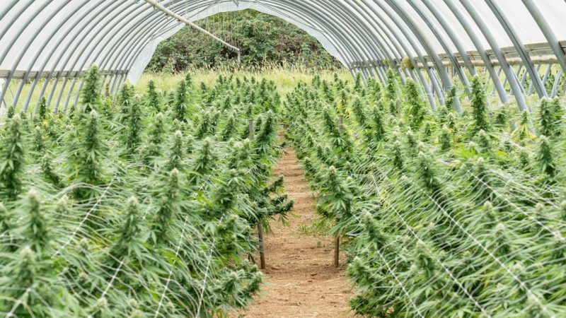 Dublin Vape Shop: Legal THC, Hemp, and Cannabis Products
