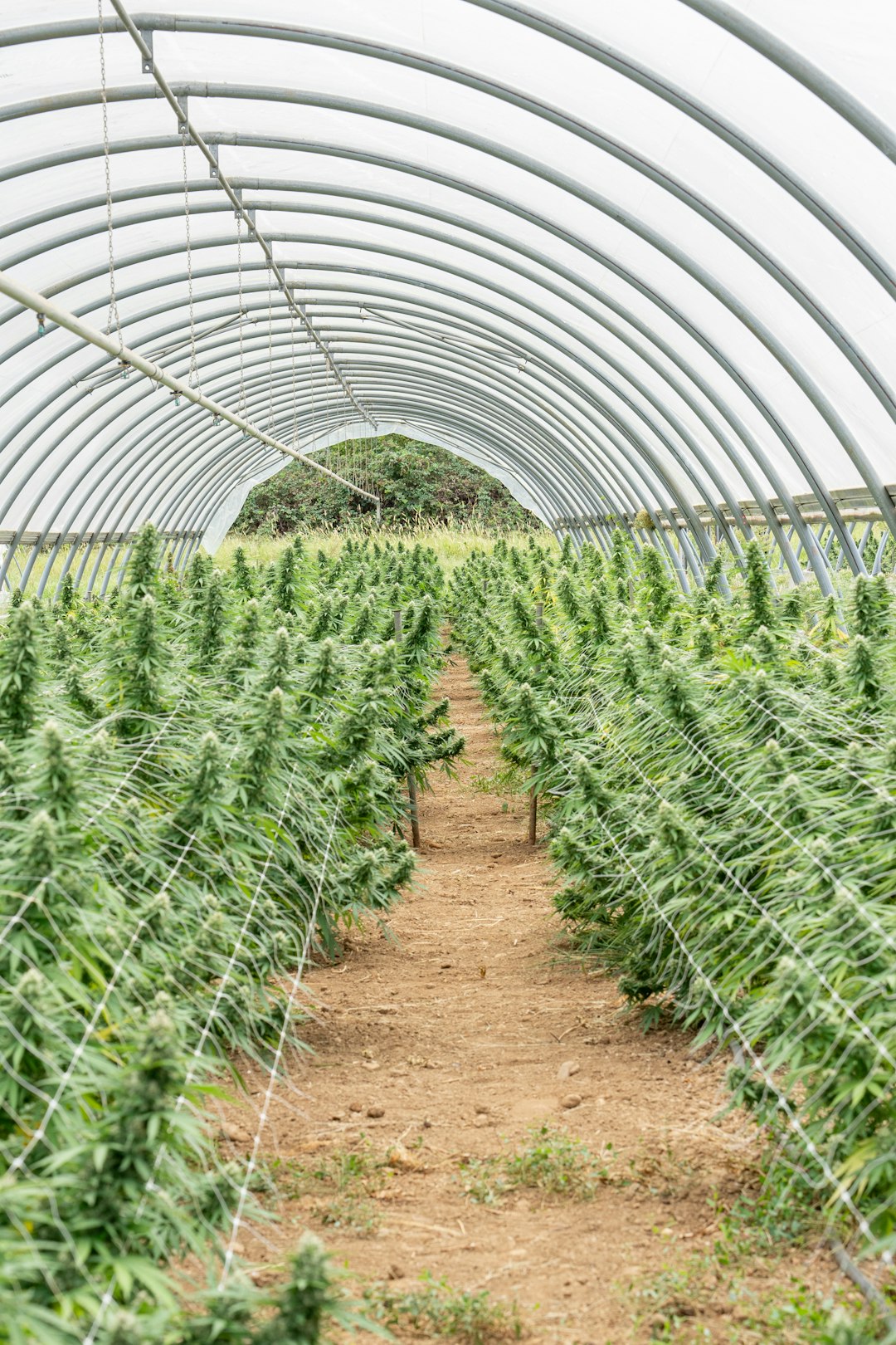 Dublin Vape Shop: Legal THC, Hemp, and Cannabis Products