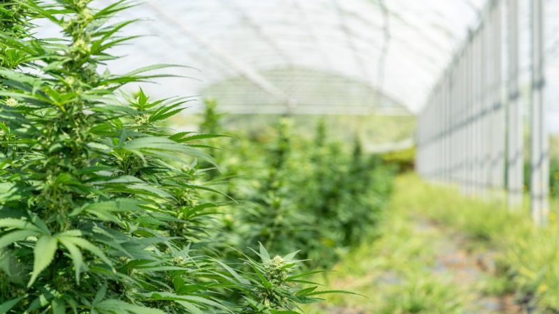 Welcome to the premier 420 shop in Pardubice, Czech Republic